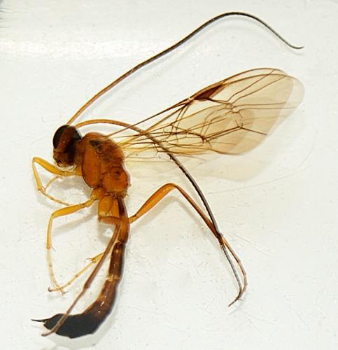 Réf. 292 678 : Mesochorinae inconnu